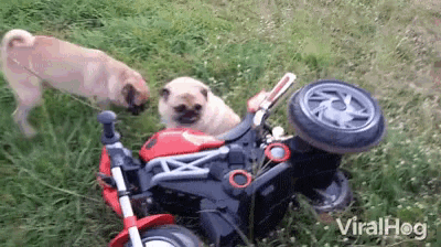 Pugs Accident GIF - Pugs Accident Motorcycle GIFs