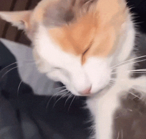 a brown and white cat with its eyes closed