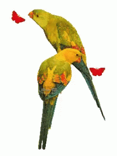 Parrots GIF - Parrots GIFs