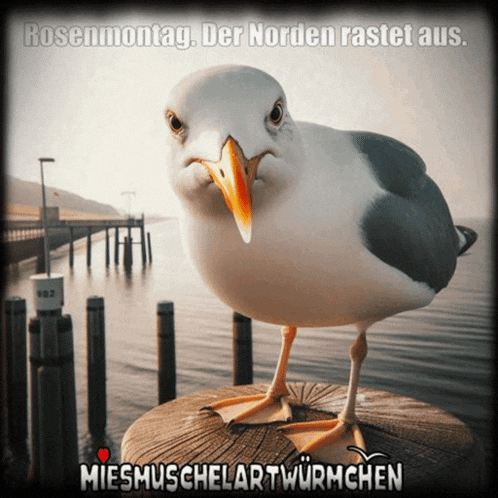 a seagull is standing on a dock with the words rosenmontag der norden rastet aus on the bottom