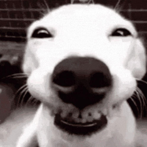 a close up of a dog 's face with a smile on it 's face .
