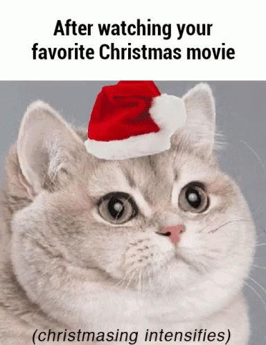 Reaction Cat Intensifies GIF - Reaction Cat Intensifies Christmas GIFs
