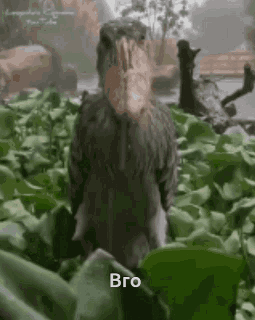 a bird with a large beak is standing in the grass .