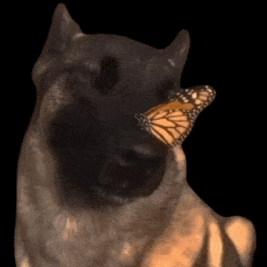 a dog has a butterfly on its nose against a black background