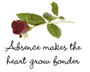 a picture of a rose with a quote about absence making the heart grow fonder