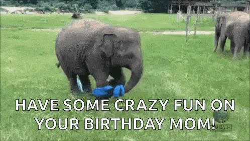 a baby elephant is playing with a blue object in a field .
