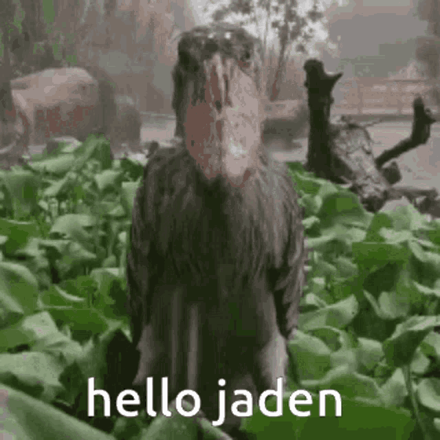 Hello Jaden Jaden GIF - Hello Jaden Jaden GIFs