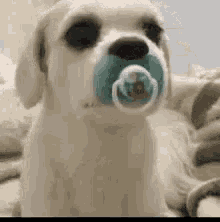 a dog with a pacifier in its mouth is looking at the camera .
