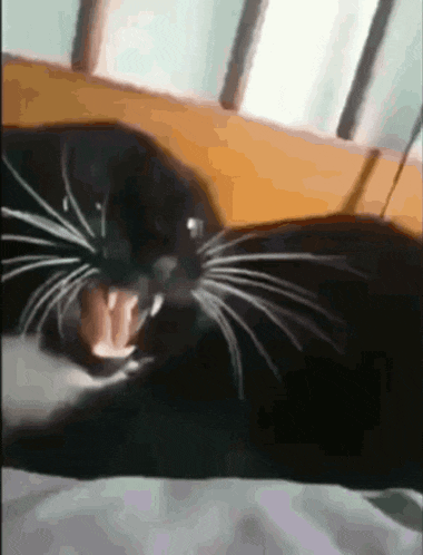 a black cat with white whiskers is laying on a bed with its mouth open