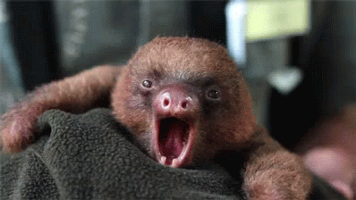 Sleepy GIF - Sleepy Sloth Dormi GIFs