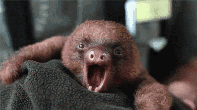 a baby sloth is being held in a person 's hand with its mouth open .