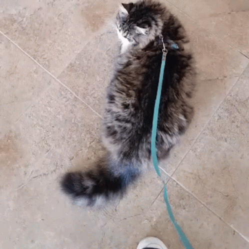 Yumi Cat GIF - Yumi Cat Walk GIFs