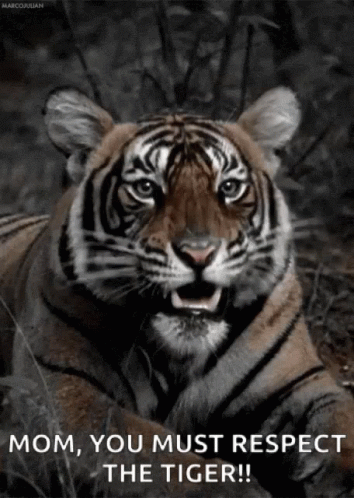 Tiger Roar GIF - Tiger Roar You Must Respect GIFs