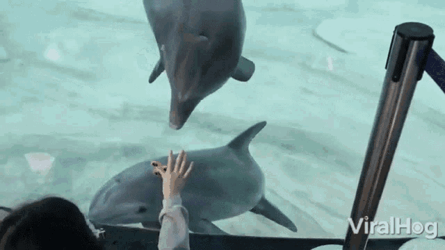 Dolphin Viralhog GIF - Dolphin Viralhog Spinner GIFs