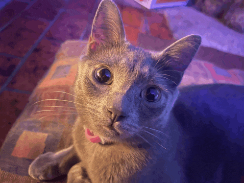 a gray cat with a pink collar is laying down