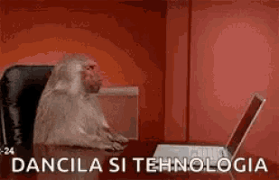 a monkey is sitting at a desk in front of a laptop .