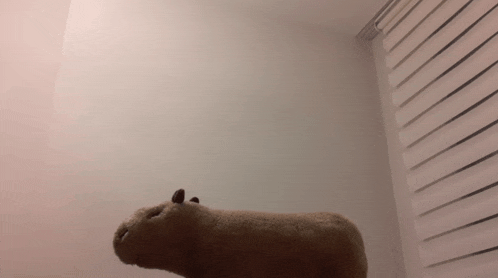 a stuffed animal is standing in a room with a white wall