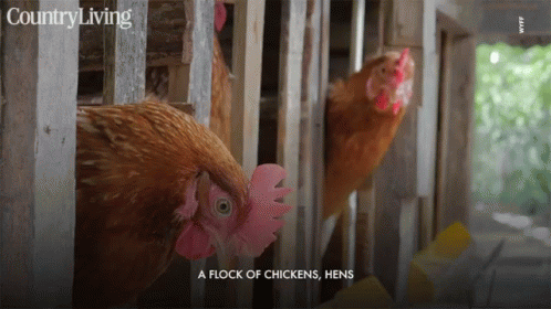 Chicken Hens GIF - Chicken Hens Alive GIFs
