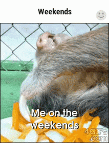 Me On The Weekends  GIF - Sloth Lazy Eating GIFs