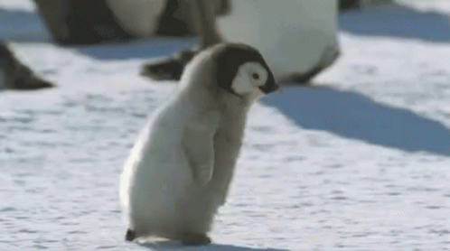 Penguin Cute GIF