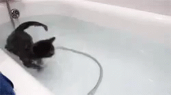 "Now You Know My Secret I Cannot Let You Leave" GIF - Cats GIFs