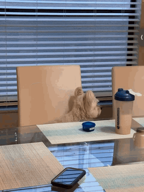a dog sitting at a table next to a shaker that says shakeology on it