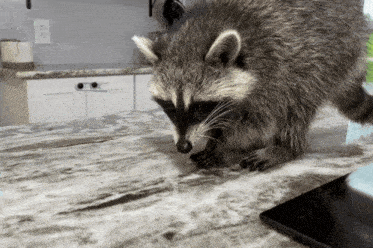 a raccoon standing on a kitchen counter looking at something