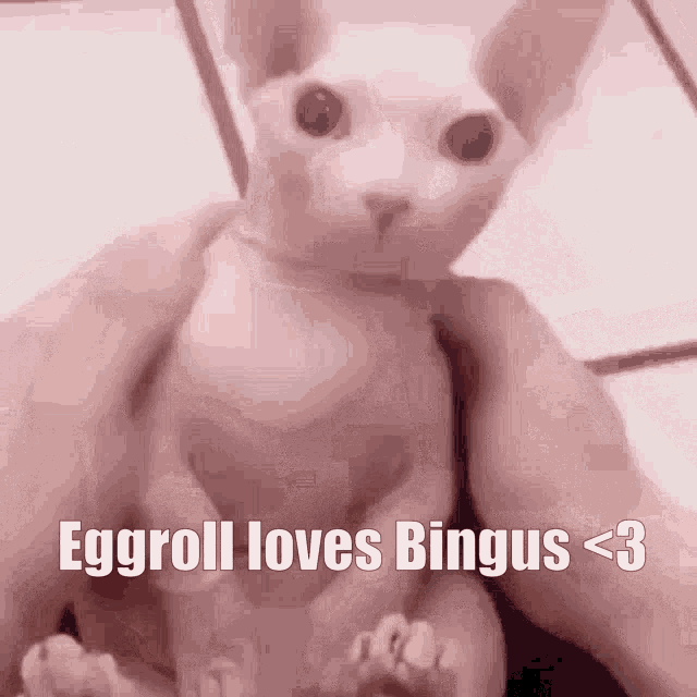 Bingus Eggroll GIF - Bingus Eggroll Eggroll Loves Bingus GIFs