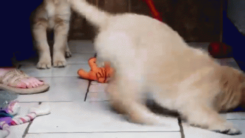 Come Back Here! GIF - Puppy Mop Funny GIFs