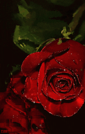 a close up of a red rose with the letters t-331 visible