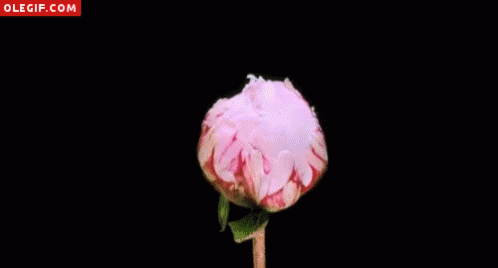 Peonias Flower GIF - Peonias Flower Bloom GIFs