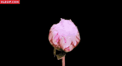 a close up of a pink peony on a black background