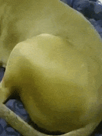 a close up of a yellow dog laying on a blue blanket .
