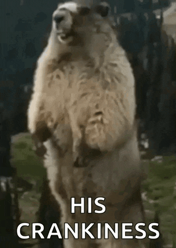 a groundhog is standing on its hind legs with the words `` his crankiness '' written on the bottom .