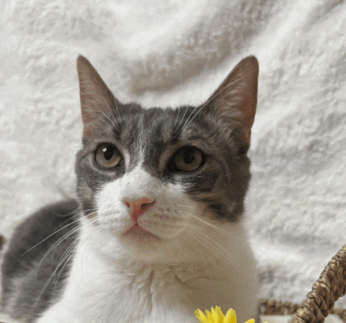 a gray and white cat looking at the camera with a yellow flower in the background