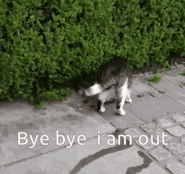 Hiding Bye GIF - Hiding Bye Cats GIFs