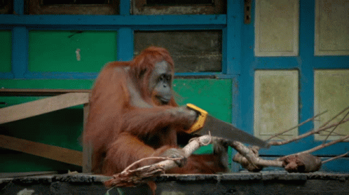 Orangutan Monkey GIF - Orangutan Monkey Tool GIFs