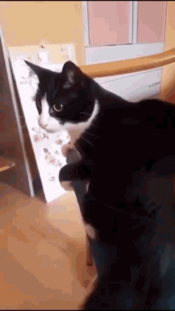 a black and white cat is sitting on a chair and looking at the camera .