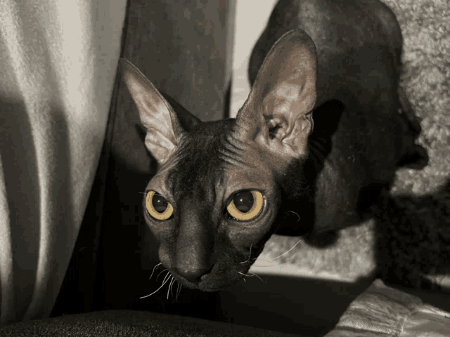 a hairless cat with yellow eyes is looking at the camera