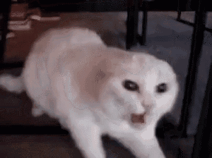 a white cat is walking on the floor with its mouth open and looking at the camera .