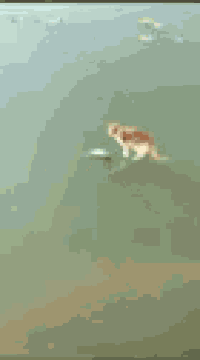 a turtle is swimming in a pond with other fish