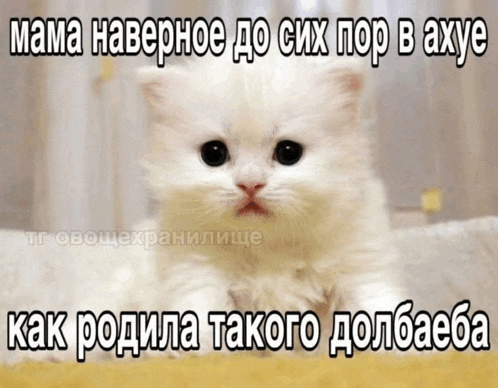 a picture of a kitten with a caption in a foreign language