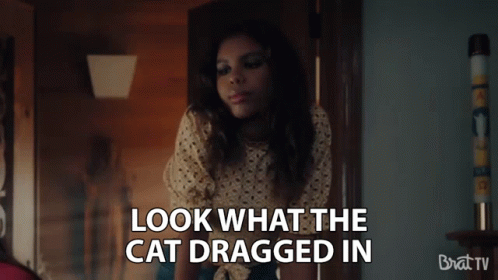 Look What The Cat Dragged In Who Let You In GIF - Look What The Cat Dragged In Who Let You In Oh Hey GIFs