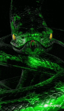 a green snake is looking through a broken glass screen .