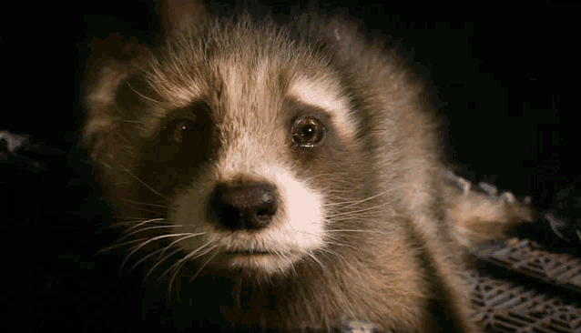 a close up of a raccoon looking at the camera with a black background .