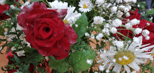 a red rose is surrounded by white daisies