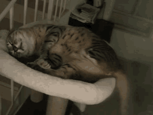 a cat is laying on its back in a white cat tree