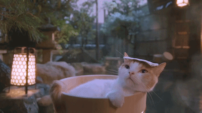 Cat Onsen GIF - Cat Onsen Bath GIFs