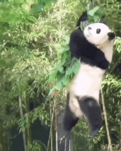 Panda Fail GIF - Panda Fail Animal Fail GIFs