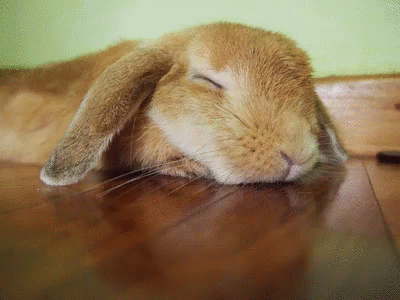 Cute Bunny GIF - Cute Bunny Sleepy GIFs